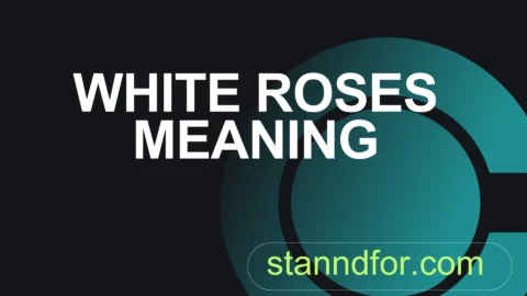 white roses meaning